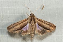 Euteliidae by (c) dhfischer, some rights reserved (CC BY), uploaded by dhfischer. Used under a CC-BY license.