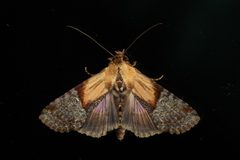 Euteliidae by (c) dhfischer, some rights reserved (CC BY), uploaded by dhfischer. Used under a CC-BY license.
