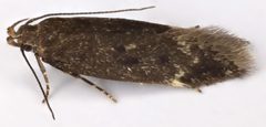 Bryotropha similis by (c) janet graham, some rights reserved (CC BY). Used under a CC-BY license.