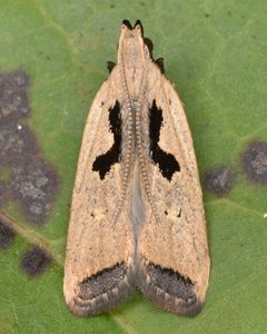 Dichomeris laetitia by (c) skitterbug, some rights reserved (CC BY), uploaded by skitterbug. Used under a CC-BY license.