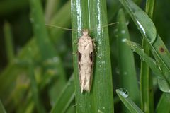 Symmetrischema tangolias by (c) Saryu Mae 前 朝琉, some rights reserved (CC BY), uploaded by Saryu Mae 前 朝琉. Used under a CC-BY license.