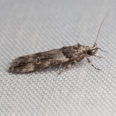 Teleiopsis baldiana by (c) Ken-ichi Ueda, some rights reserved (CC BY), uploaded by Ken-ichi Ueda. Used under a CC-BY license.