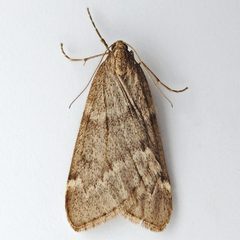 Alsophila pometaria by (c) Bill Keim, some rights reserved (CC BY). Used under a CC-BY license.