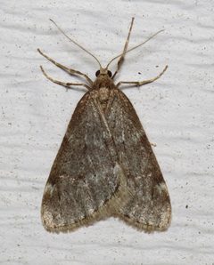 Alsophila pometaria by (c) Nick Block, some rights reserved (CC BY), uploaded by Nick Block. Used under a CC-BY license.