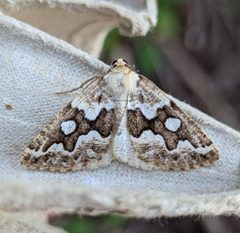 Caripeta divisata by no rights reserved, uploaded by Ben Keen. Used under a CC0 license.
