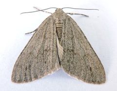Carphoides inconspicuaria by (c) jimeckert49, some rights reserved (CC BY). Used under a CC-BY license.