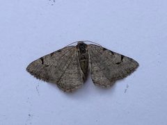 Digrammia denticulata by (c) Jason Grant, some rights reserved (CC BY), uploaded by Jason Grant. Used under a CC-BY license.