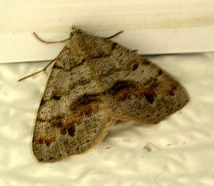 Macaria loricaria by (c) Jay Sturner, some rights reserved (CC BY). Used under a CC-BY license.