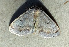 Macaria loricaria by (c) Doug Macaulay, some rights reserved (CC BY), uploaded by Doug Macaulay. Used under a CC-BY license.