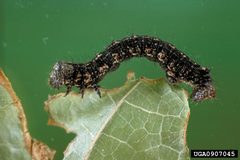 Phigalia titea by (c) E. Bradford Walker, Vermont Department of Forests, Parks and Recreation, United States, some rights reserved (CC BY). Used under a CC-BY license.