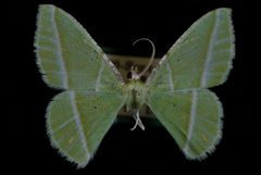 Dichorda by (c) 
Jeremy deWaard, University of British Columbia, some rights reserved (CC BY). Used under a CC-BY license.