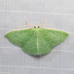 Synchlora aerata by (c) Ken-ichi Ueda, some rights reserved (CC BY), uploaded by Ken-ichi Ueda. Used under a CC-BY license.