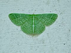 Synchlora frondaria by (c) Michael J. Papay, some rights reserved (CC BY), uploaded by Michael J. Papay. Used under a CC-BY license.