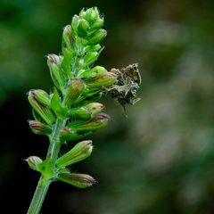 Synchlora frondaria by (c) Michael J. Papay, some rights reserved (CC BY), uploaded by Michael J. Papay. Used under a CC-BY license.
