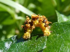 Synchlora frondaria by (c) Kai Squires, some rights reserved (CC BY), uploaded by Kai Squires. Used under a CC-BY license.