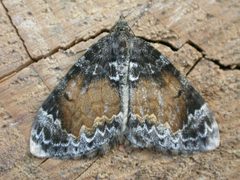 Dysstroma truncata by (c) Donald Hobern, some rights reserved (CC BY). Used under a CC-BY license.