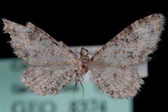 Eupithecia agnesata by (c) Jeremy deWaard. University of British Columbia., some rights reserved (CC BY). Used under a CC-BY license.
