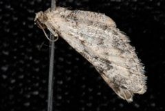 Eupithecia agnesata by (c) Jeremy deWaard. University of British Columbia., some rights reserved (CC BY). Used under a CC-BY license.