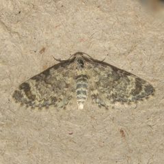 Eupithecia cimicifugata by (c) Dan MacNeal, some rights reserved (CC BY), uploaded by Dan MacNeal. Used under a CC-BY license.