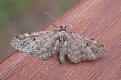 Eupithecia annulata by (c) giantcicada, some rights reserved (CC BY), uploaded by giantcicada. Used under a CC-BY license.