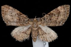 Eupithecia longipalpata by (c) Jeremy deWaard, University of British Columbia, some rights reserved (CC BY). Used under a CC-BY license.