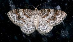 Hydrelia inornata by (c) Laura Gaudette, some rights reserved (CC BY), uploaded by Laura Gaudette. Used under a CC-BY license.
