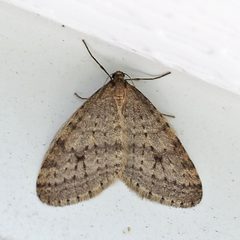 Operophtera bruceata by (c) Bill Keim, some rights reserved (CC BY). Used under a CC-BY license.