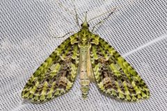 Trichopterygini by no rights reserved, uploaded by Carey_Knox_Southern_Scales. Used under a CC0 license.