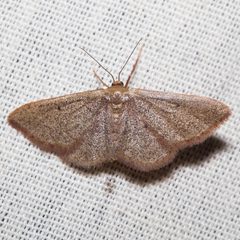 Idaea eremiata by (c) Ken-ichi Ueda, some rights reserved (CC BY), uploaded by Ken-ichi Ueda. Used under a CC-BY license.