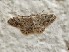 Idaea by (c) Céline, some rights reserved (CC BY), uploaded by Céline. Used under a CC-BY license.