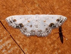 Scopula lautaria by (c) Laura Gaudette, some rights reserved (CC BY), uploaded by Laura Gaudette. Used under a CC-BY license.