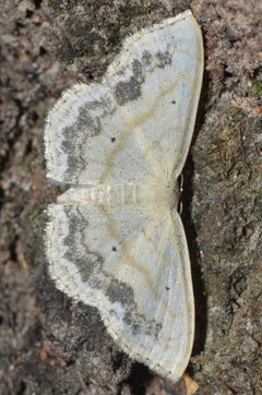 Scopula limboundata by (c) Andy Reago & Chrissy McClarren, some rights reserved (CC BY). Used under a CC-BY license.