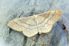 Scopula limboundata by (c) Ben Sale, some rights reserved (CC BY). Used under a CC-BY license.