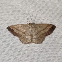 Scopula siccata by no rights reserved, uploaded by Ben Keen. Used under a CC0 license.