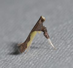 Caloptilia belfragella by (c) Andy Reago & Chrissy McClarren, some rights reserved (CC BY). Used under a CC-BY license.