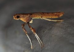 Caloptilia sassafrasella by (c) Nick Block, some rights reserved (CC BY), uploaded by Nick Block. Used under a CC-BY license.