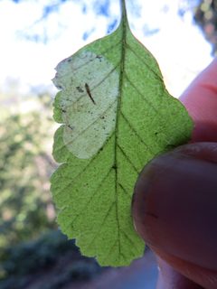 Phyllonorycter holodisci by (c) Garth Harwood, some rights reserved (CC BY), uploaded by Garth Harwood. Used under a CC-BY license.