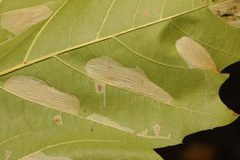 Phyllonorycter platani by no rights reserved, uploaded by Stephen James McWilliam. Used under a CC0 license.