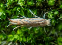 Phyllonorycter platani by (c) Don Loarie, some rights reserved (CC BY), uploaded by Don Loarie. Used under a CC-BY license.
