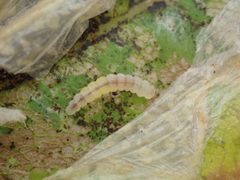 Phyllonorycter platani by (c) Jamie O'Neill, some rights reserved (CC BY), uploaded by Jamie O'Neill. Used under a CC-BY license.