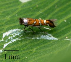 Porphyrosela minuta by no rights reserved, uploaded by Jesse Rorabaugh. Used under a CC0 license.