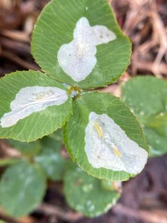 Porphyrosela minuta by (c) Emily Summerbell, some rights reserved (CC BY), uploaded by Emily Summerbell. Used under a CC-BY license.