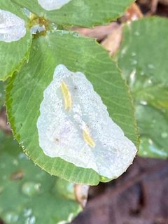 Porphyrosela minuta by (c) Emily Summerbell, some rights reserved (CC BY), uploaded by Emily Summerbell. Used under a CC-BY license.