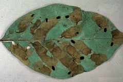 Antispila nysaefoliella by (c) Lacy L. Hyche, some rights reserved (CC BY). Used under a CC-BY license.