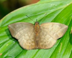 Eantis pallida by (c) Roger Rittmaster, some rights reserved (CC BY), uploaded by Roger Rittmaster. Used under a CC-BY license.