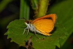Ancyloxypha by (c) Kristof Zyskowski, some rights reserved (CC BY), uploaded by Kristof Zyskowski. Used under a CC-BY license.