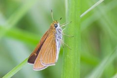 Euphyes bimacula by (c) Owen Strickland, some rights reserved (CC BY), uploaded by Owen Strickland. Used under a CC-BY license.