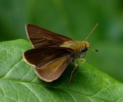 Euphyes by (c) Dendroica cerulea, some rights reserved (CC BY). Used under a CC-BY license.