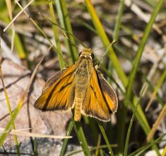 Ochlodes yuma by no rights reserved, uploaded by Robbie Hannawacker. Used under a CC0 license.