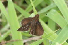 Lerema ochrius by (c) Anne Toal, some rights reserved (CC BY). Used under a CC-BY license.